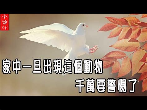 小鳥死在家裡